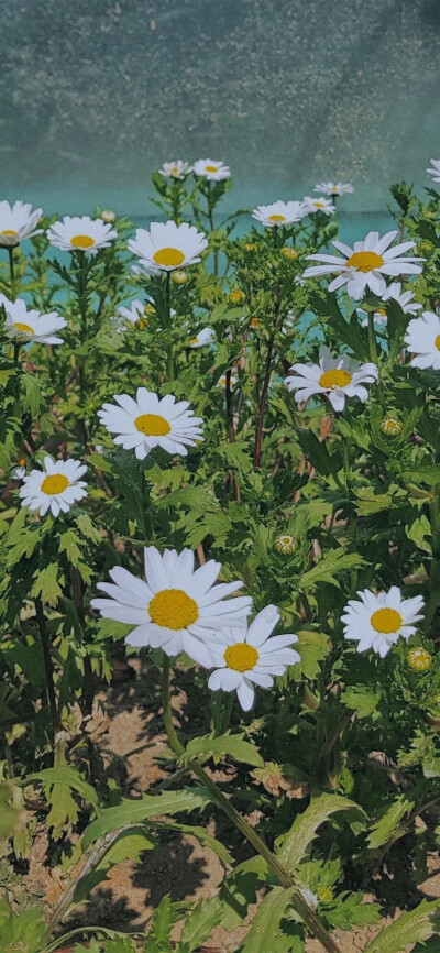 " 迷恋人间的理由 "风景壁纸/锁屏壁纸/小清新ins