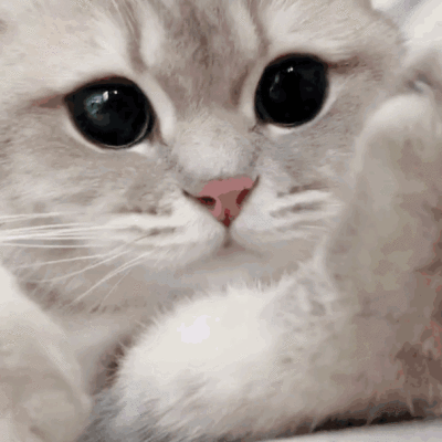 沙雕猫可爱猫表情包