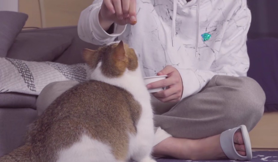 【帮帮和粿粿】【kb呆又呆】可爱小猫咪ww