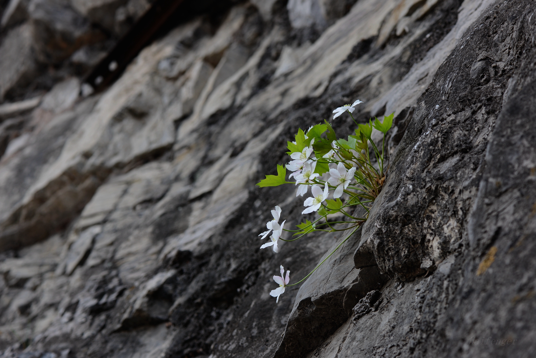 生长在悬崖上的花图片