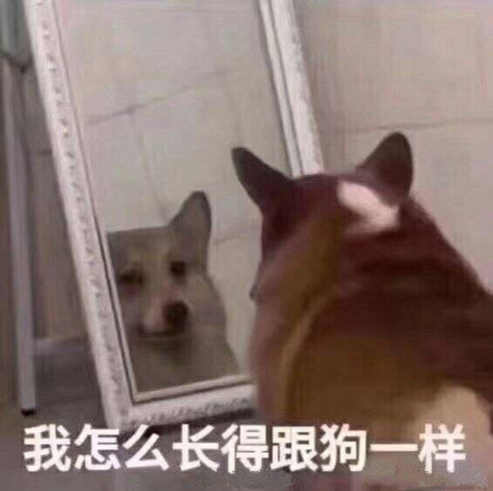 狗狗表情包 照镜子 我怎么长得像狗一样