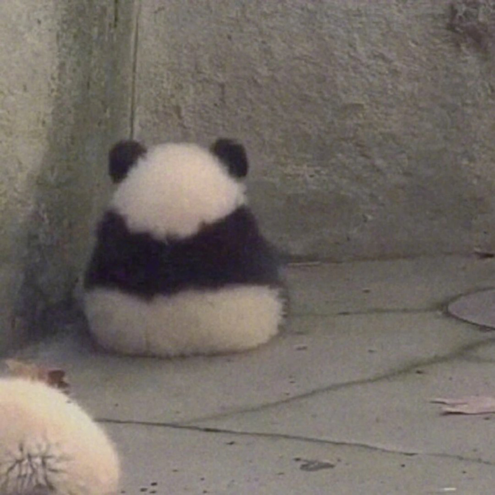 大熊猫表情包 生气了 背影