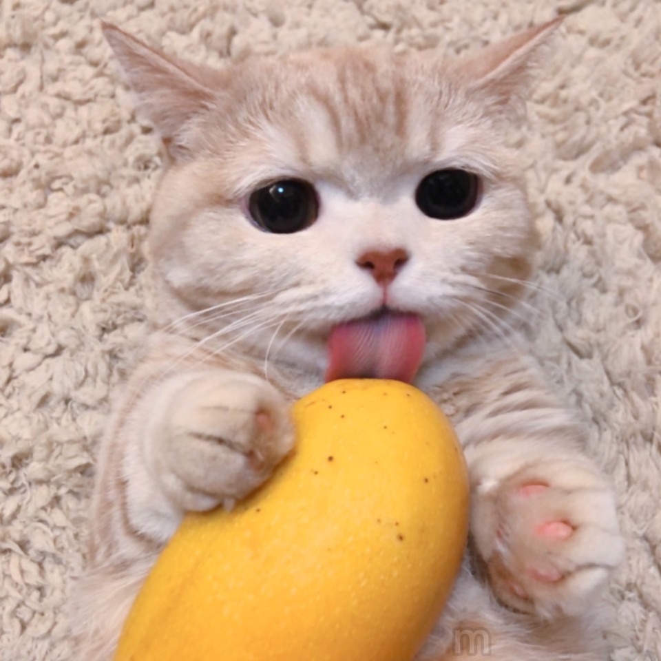 橘猫沙梨情侣头像图片