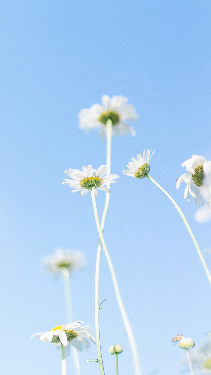 花物语 花卉小清新壁纸 