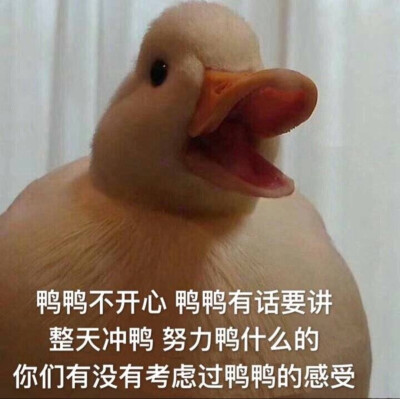 柯尔鸭表情包