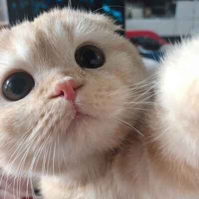 萌宠头像 可爱头像 微信公众号:壁纸头像班长