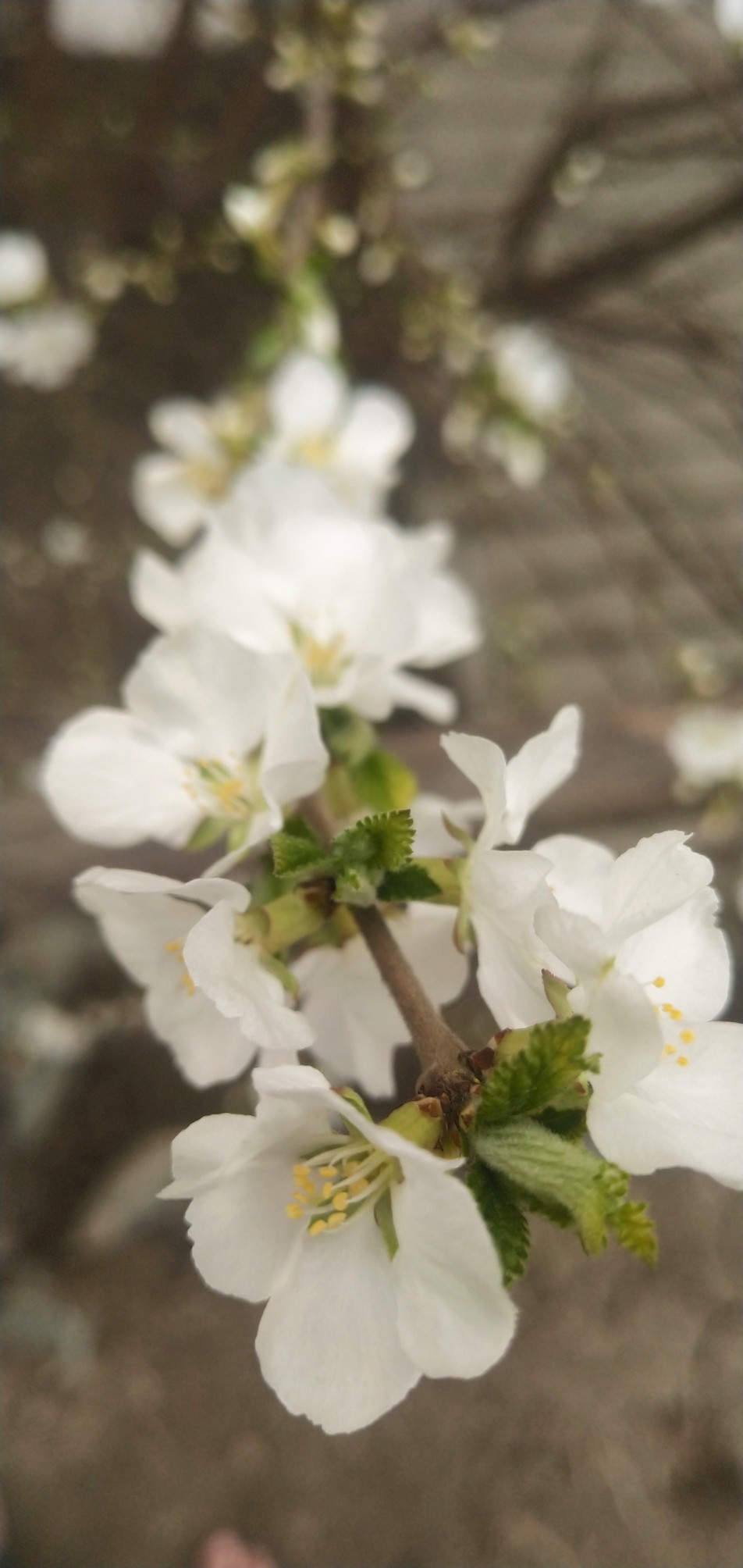 樱桃花蕊