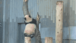 熊猫爬表情包图片