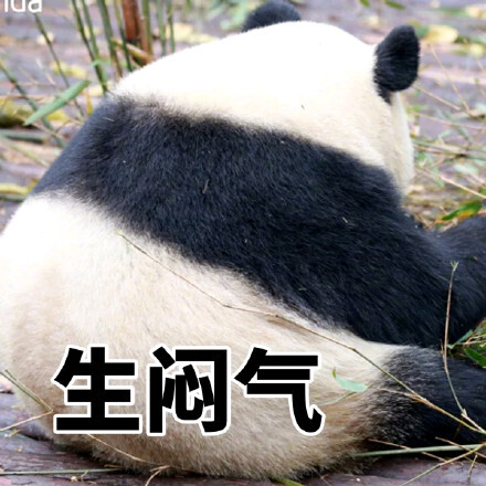 大熊猫生闷气