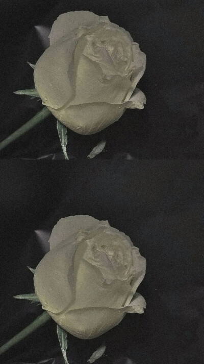 白玫瑰高级背景图图片