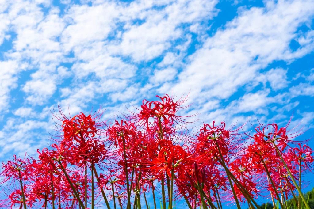 壁纸唯美 彼岸花图片