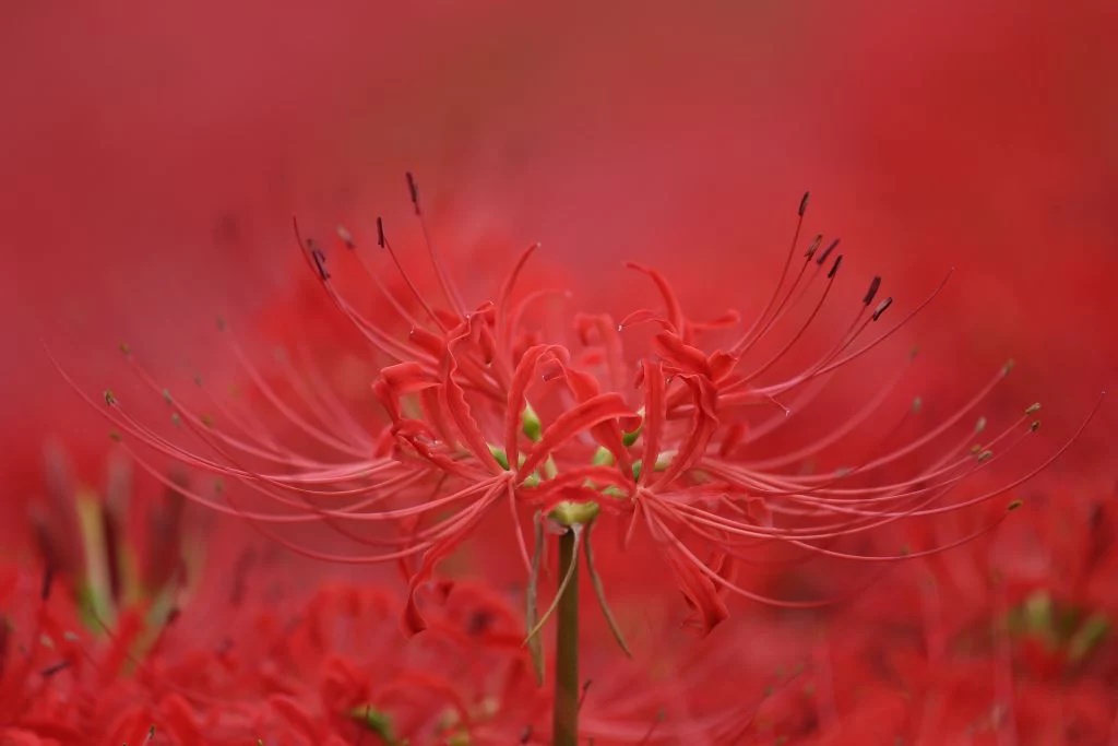 彼岸花 