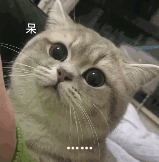猫猫思考的表情包图片