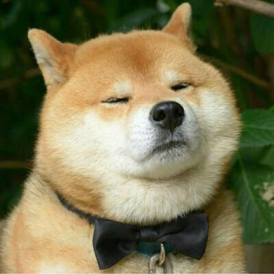 狗头照片 表情包 搞笑图片