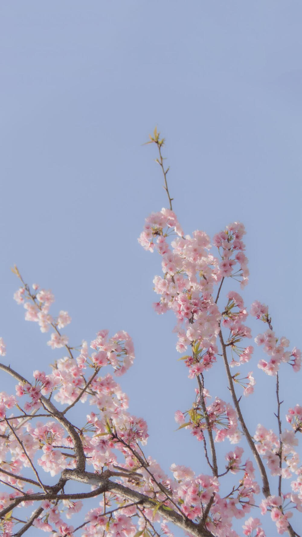 岁月安好,枝头春意 #静物壁纸#风景#蓝天#粉色系春花满枝头()⿻*
