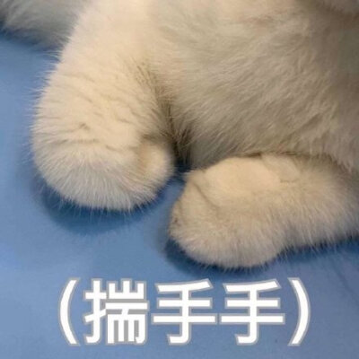 猫咪揣手手