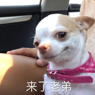 来了老弟(狗子表情包)