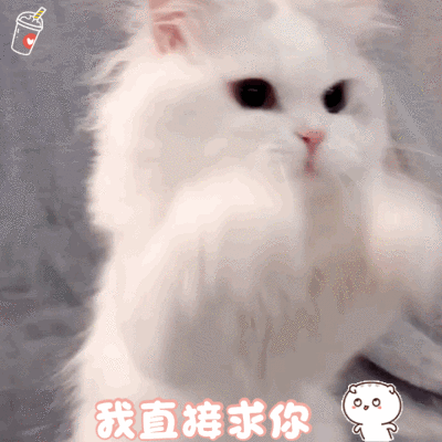猫咪表情包