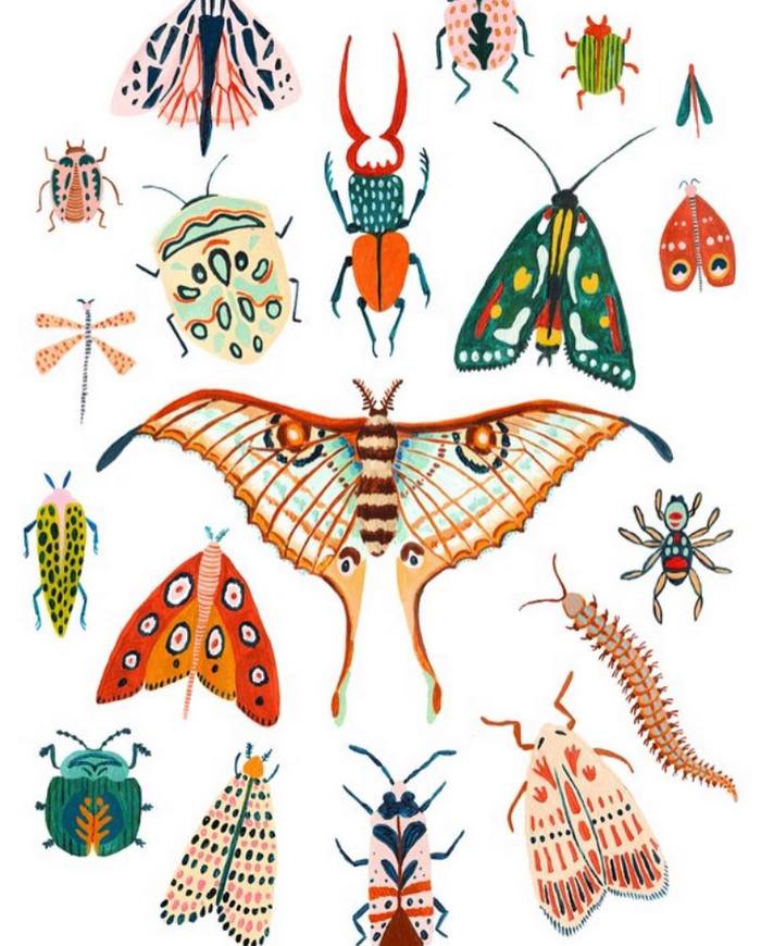 常见昆虫100种画带颜色图片