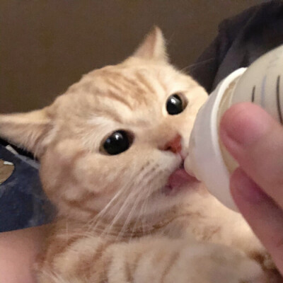 猫咪抱奶瓶头像图片