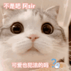 表情包3小动物~(=^ω^)