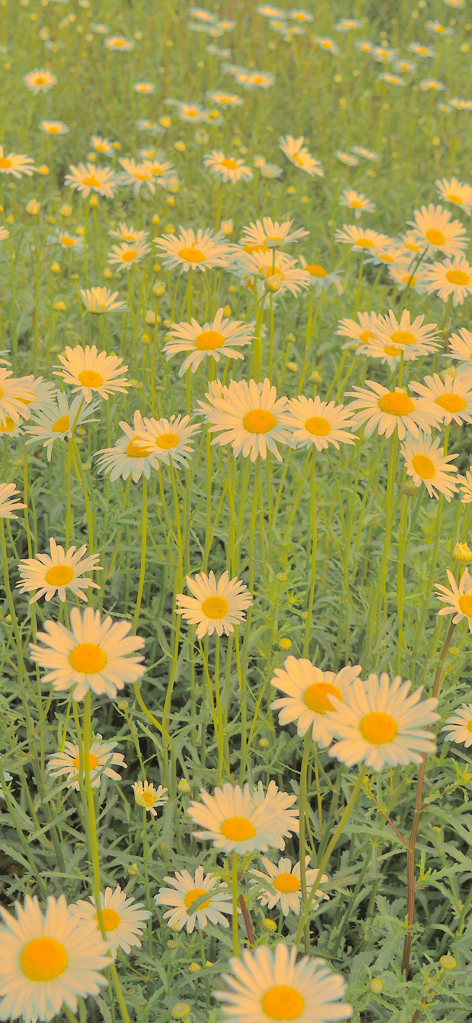 横屏壁纸/锁屏壁纸/手机壁纸ins