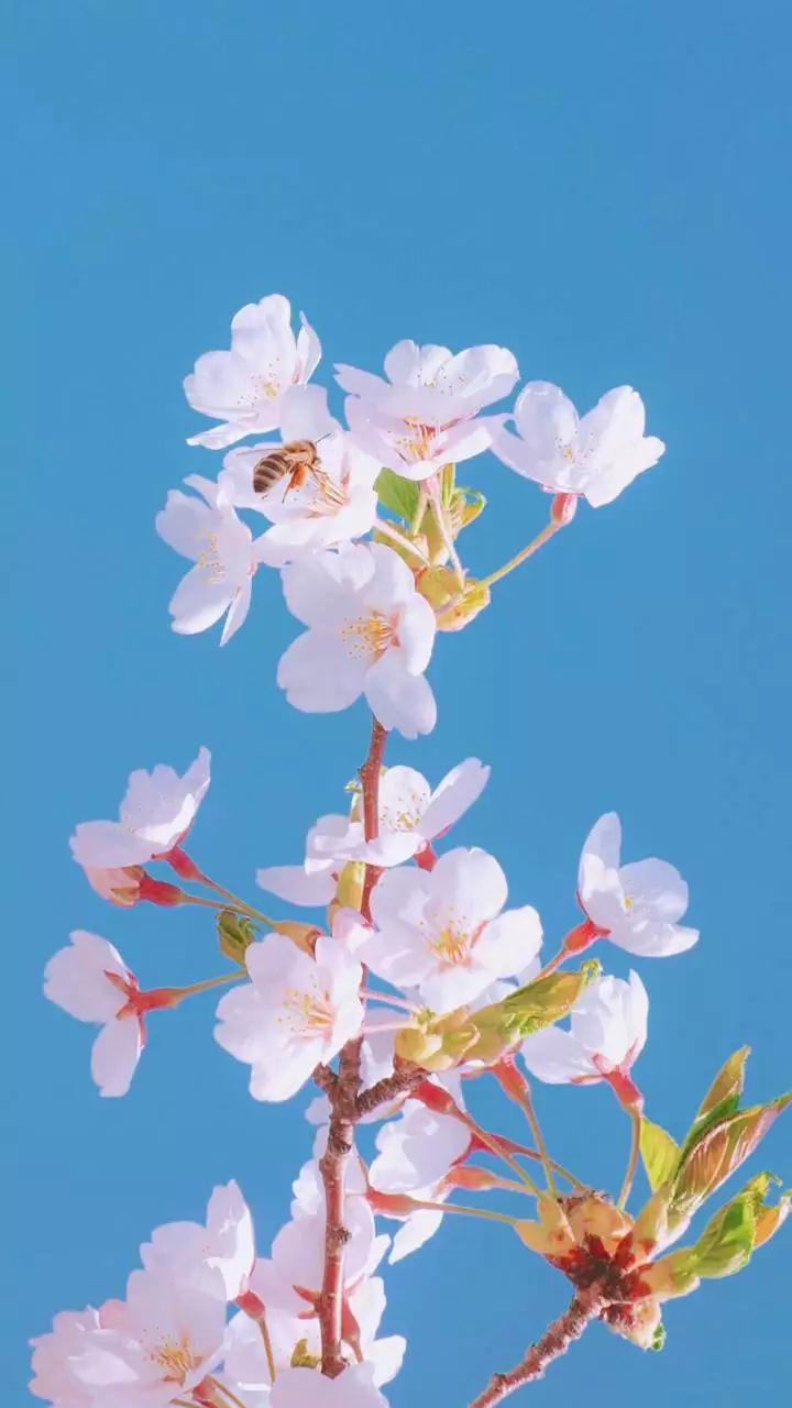 壁纸/锁屏/聊天背景