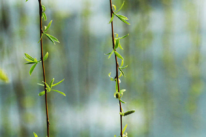雨过条风着柳芽,淡黄浅绿嫩如花.