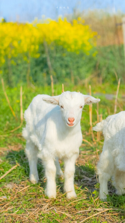 ins风格的锁屏壁纸