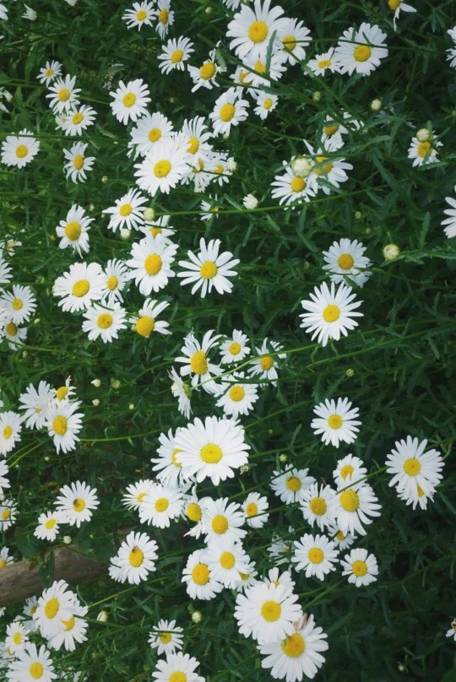 小雏菊有没有人喜欢鸭