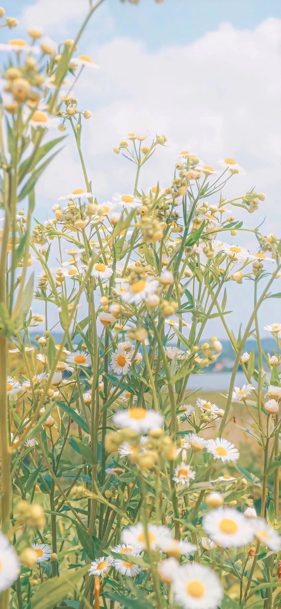 植物背景图 | 原来我一直寻找的,是你