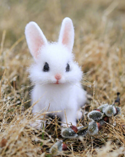 小白兔的照片白又白图片