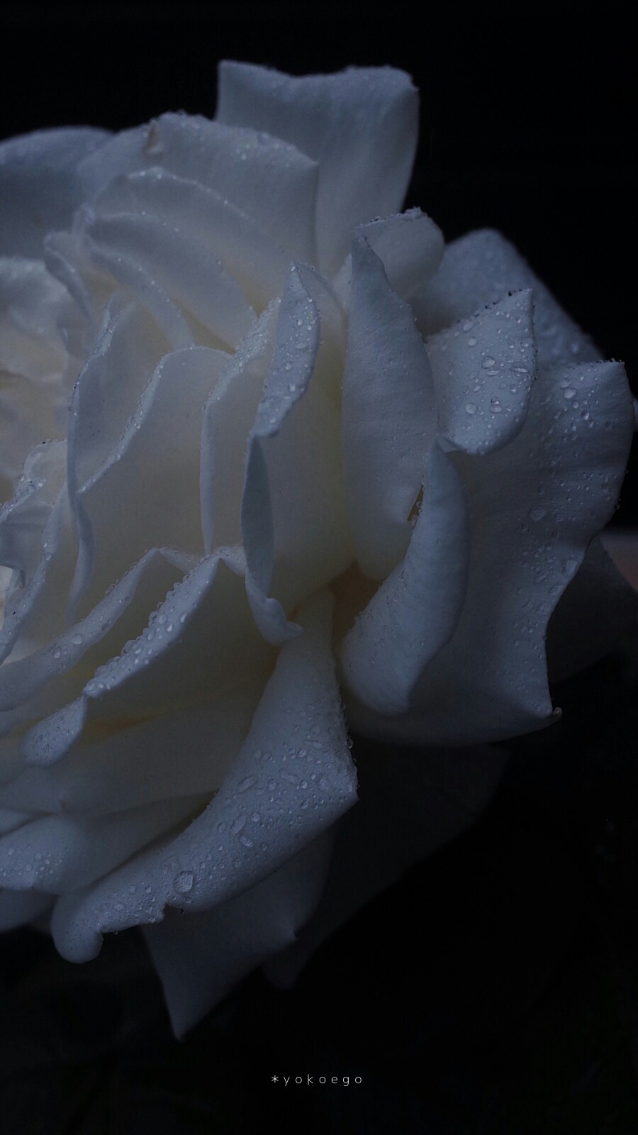 白玫瑰高清壁纸竖屏图片