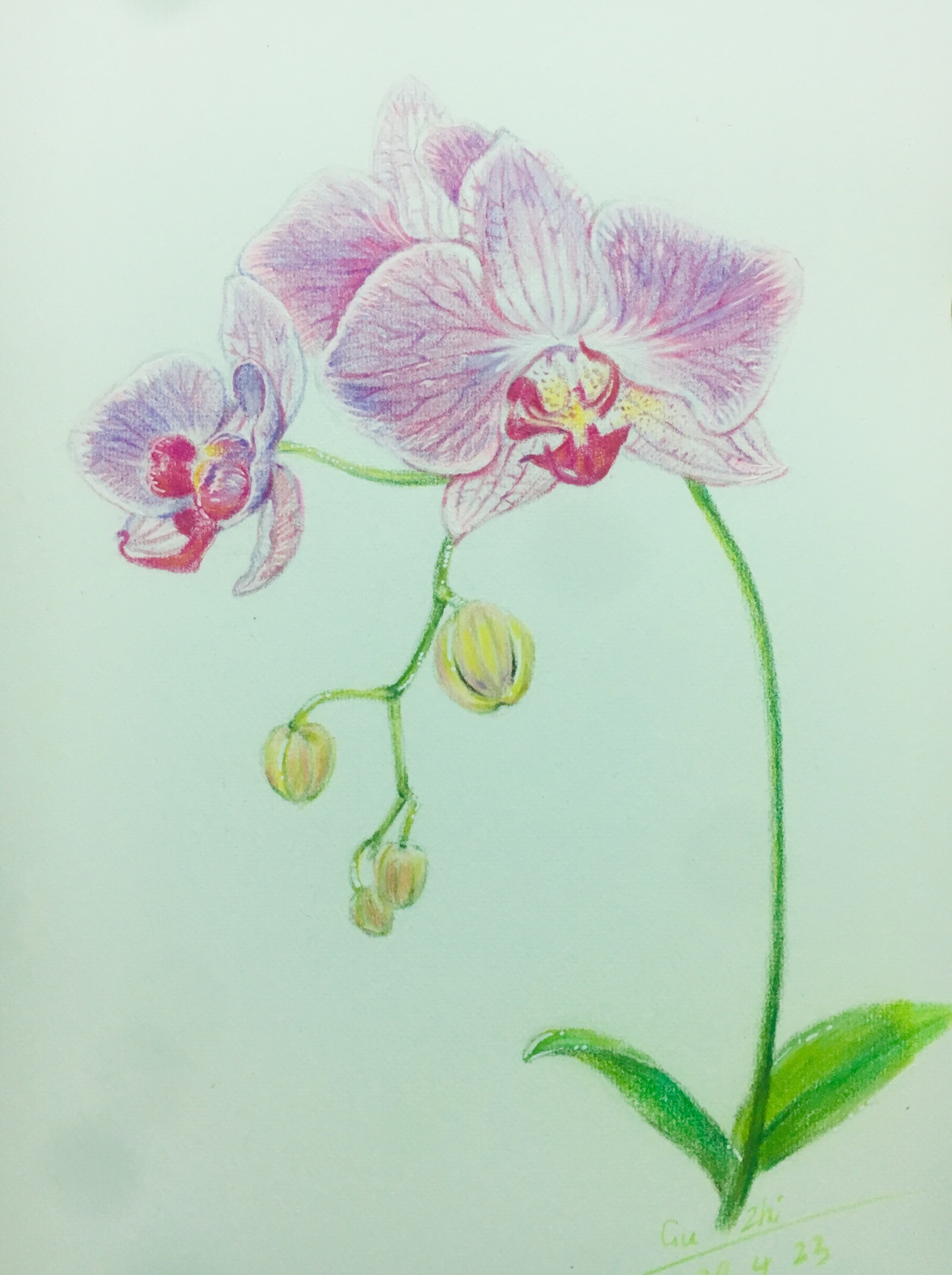 蝴蝶兰花朵描写图片