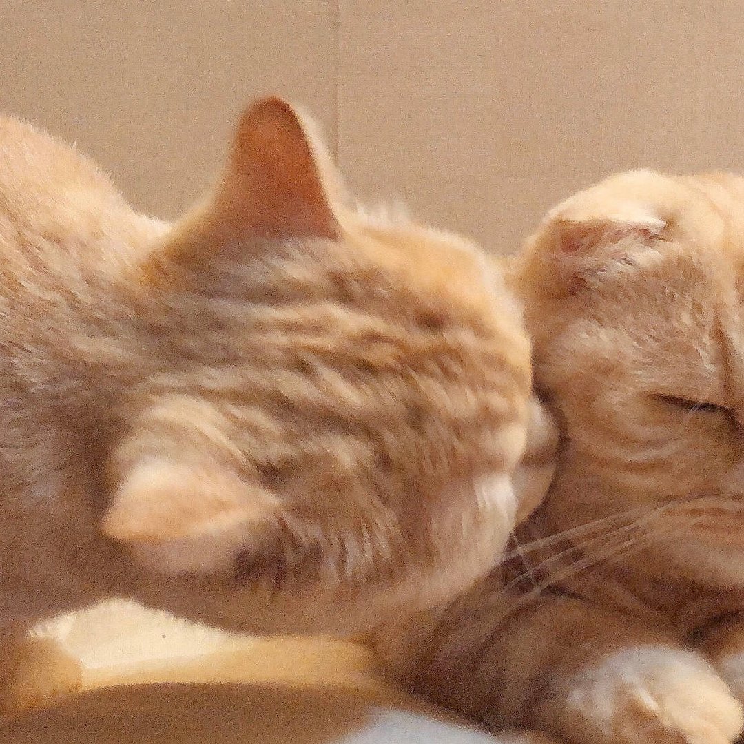 猫猫情侣头像表情包图片