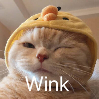 橘猫沙莉