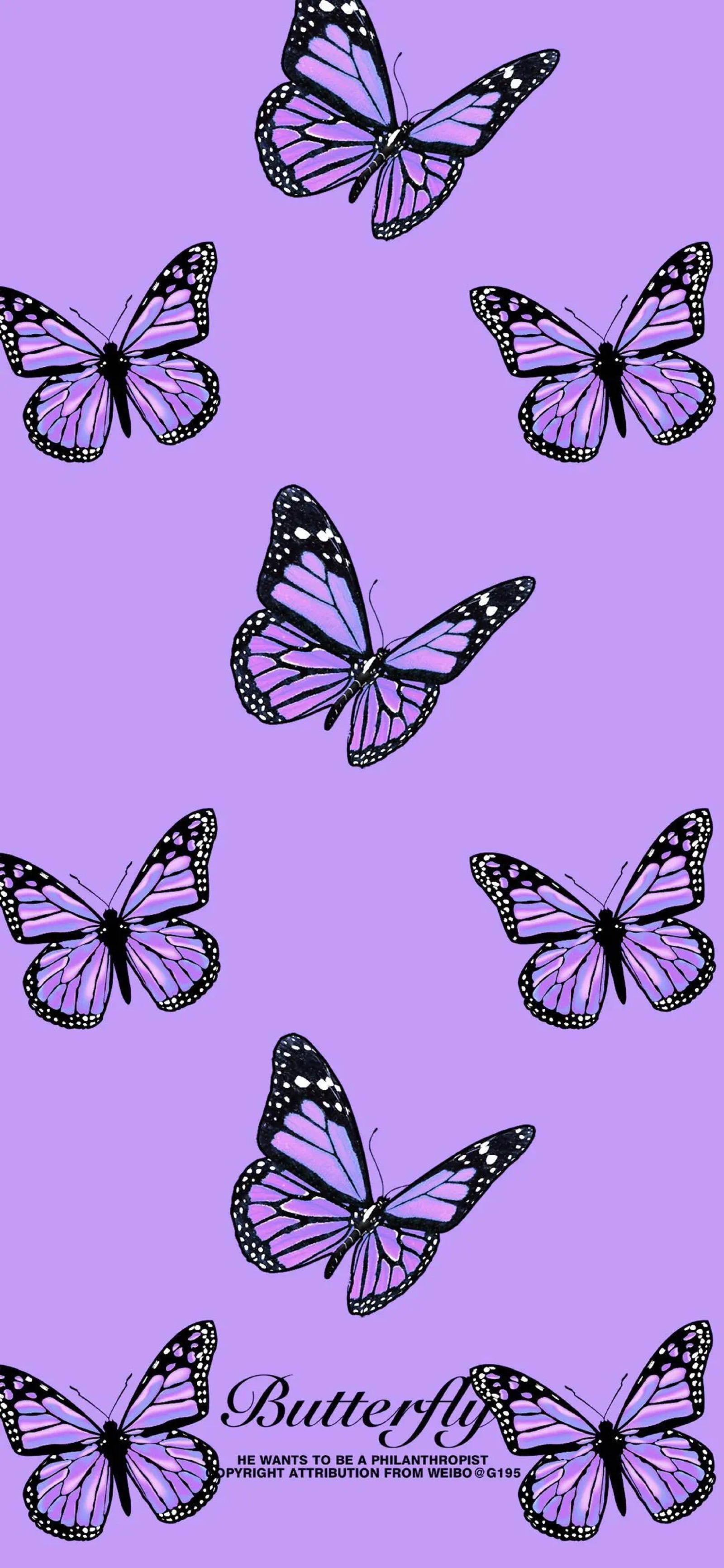 壁纸 蝴蝶