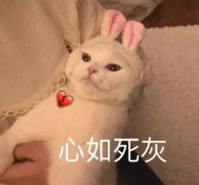 沙雕 可爱 单身狗 恋爱 聊天 表情包