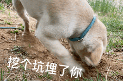 萌宠表情包③