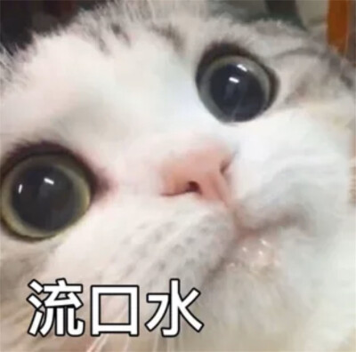 流口水猫表情包图片