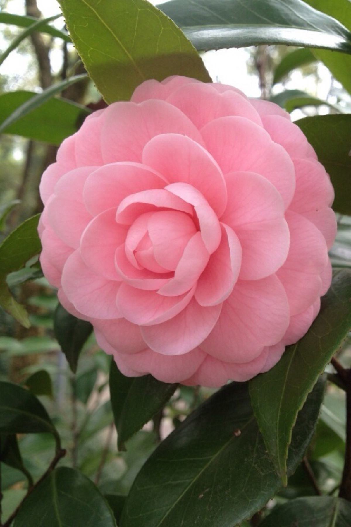 茶花 花 花园 - 堆糖,美图壁纸兴趣社区