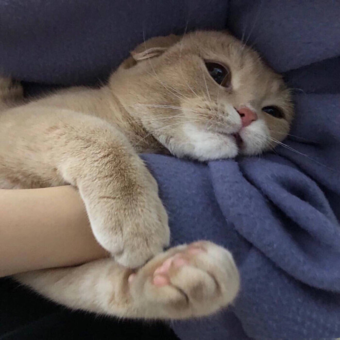 猫猫情侣头像