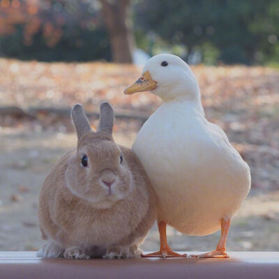 兔鸭头图图片