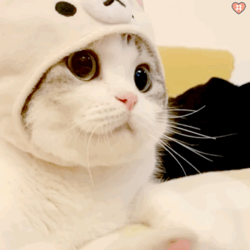 小泡芙猫表情包图片