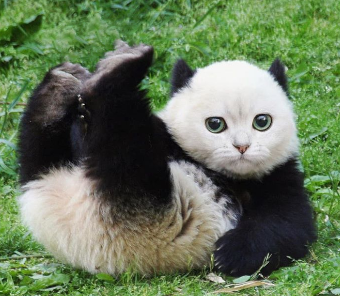 猫的各种p图
