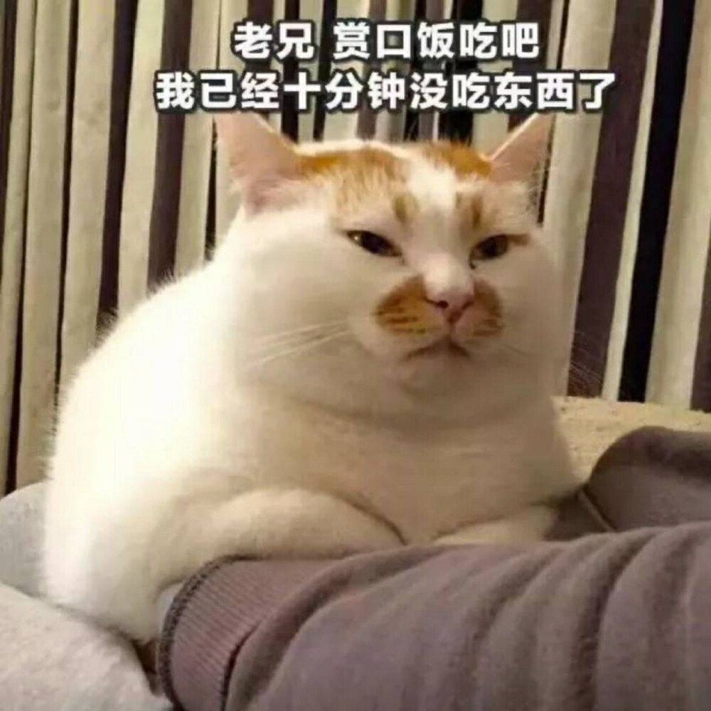 猫猫表情包 老兄赏口饭吃吧我已经十分钟没吃东西了