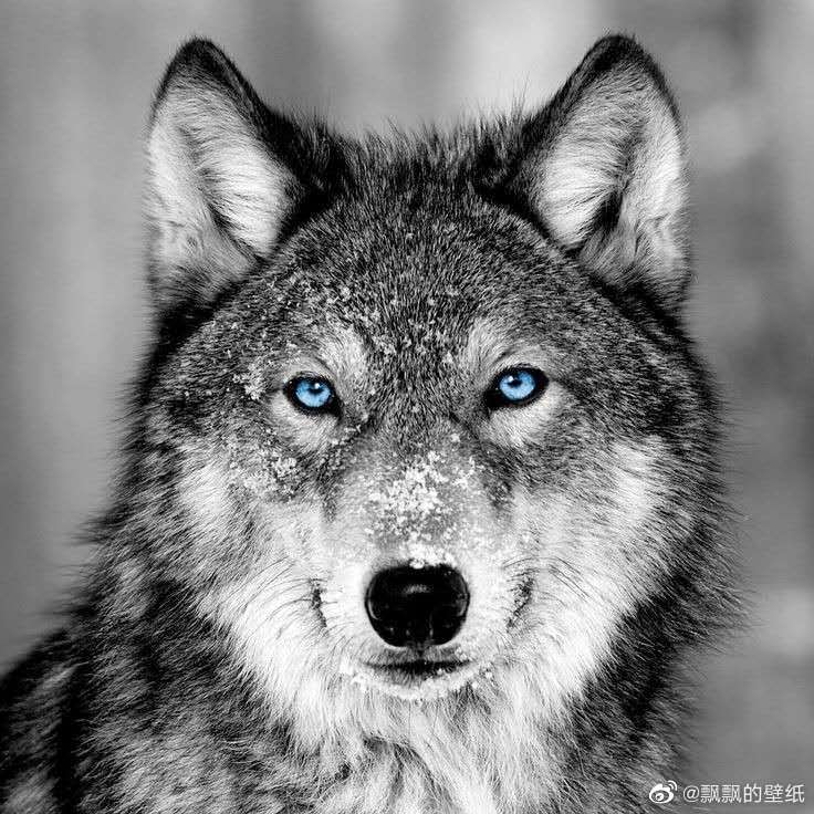 狼的微信图片大全集图片