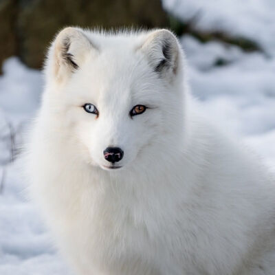 白狐头像 凄美图片