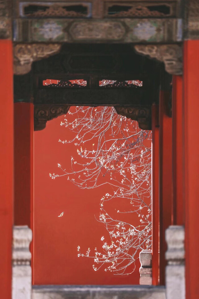花#壁纸#唯美#故宫# 二注/浅墨笙兮