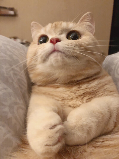 可爱 猫咪 cr橘猫沙梨sally 侵删